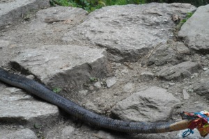 dead snake spotted in Ulleri